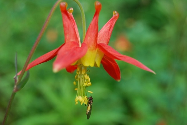 columbine