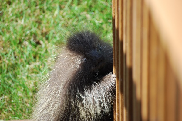 porcupine