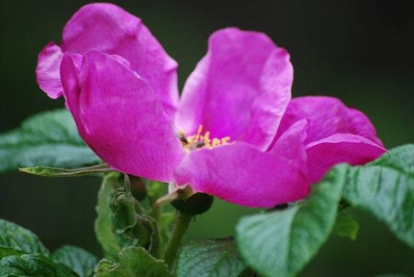 sitka rose