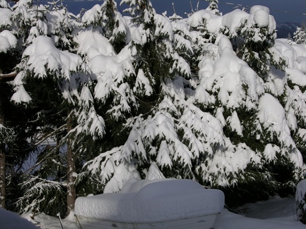 snow trees